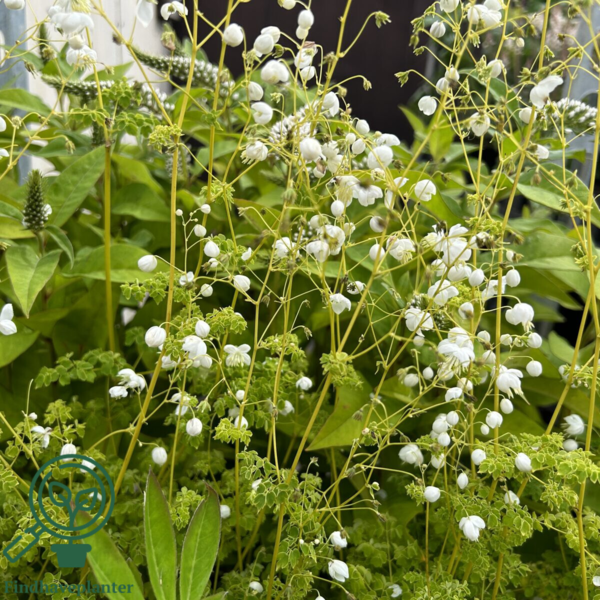 Thalictrum delavayi 'Splendide White'®, Violfrøstjerne