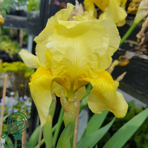 iris germanica 'Sangreal', Iris
