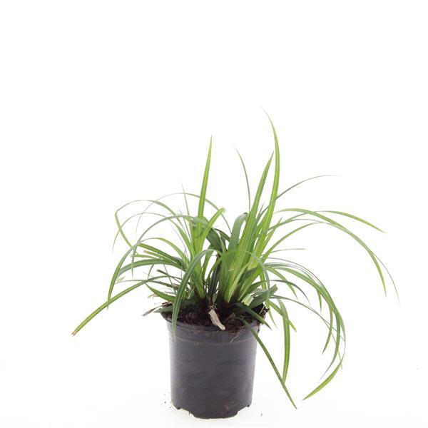 Carex morrowii 'Irish Green', star