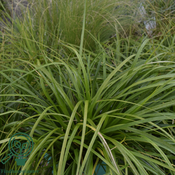 Carex morrowii 'Irish Green', star