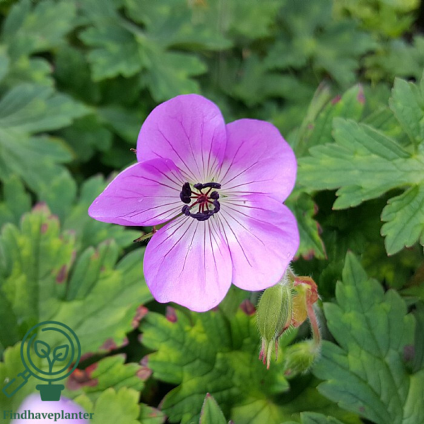 Geranium hybrid 'Sylvia's Surprise'®, Storkenæb