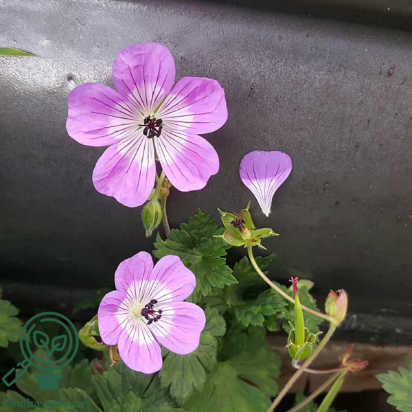 Geranium hybrid 'Sylvia's Surprise'®, Storkenæb