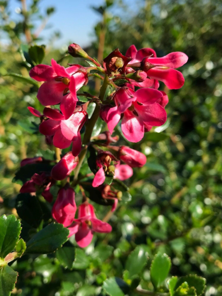 Escallonia rubra macrantha, Rød Eskallonie