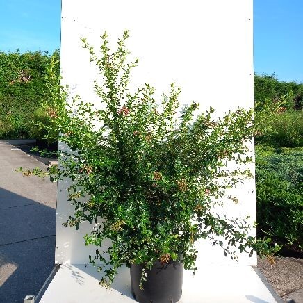 Escallonia rubra macrantha, Rød Eskallonie