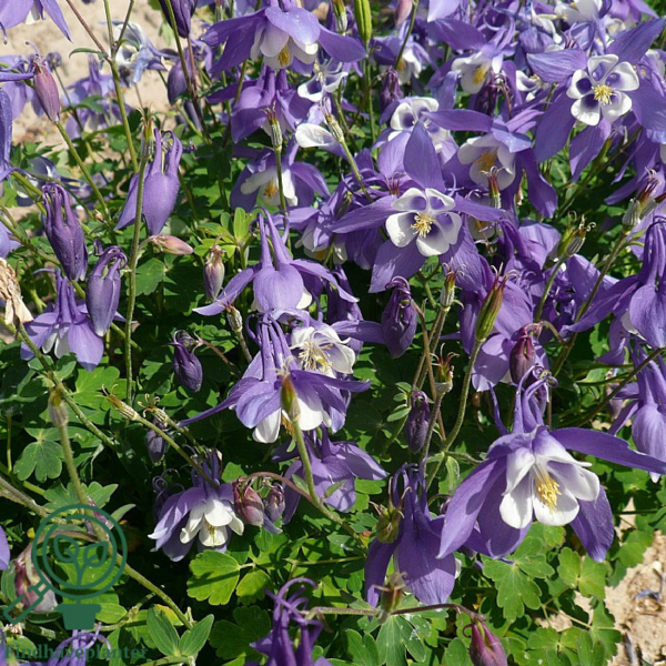 Aquilegia caerulea 'Spring Magic'® Navy and White, Akeleje