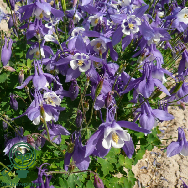 Aquilegia caerulea 'Spring Magic'® Navy and White, Akeleje