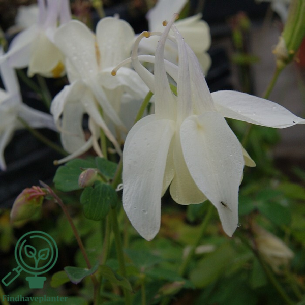 Aquilegia caerulea 'Spring Magic'® White, Akeleje