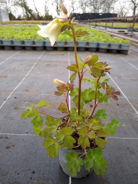 Aquilegia caerulea 'Spring Magic'® White, Akeleje