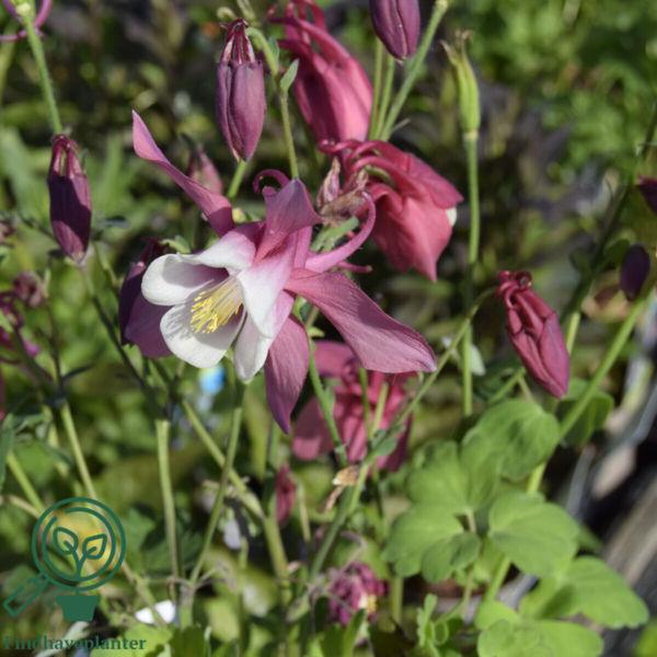 Aquilegia caerulea 'Spring Magic'® Rose and White, Akeleje