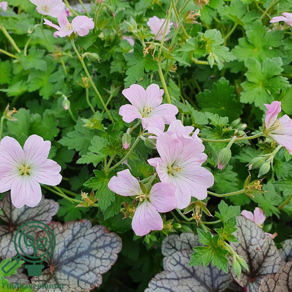 Geranium hybrid 'Dreamland'®, Storkenæb