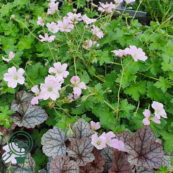 Geranium hybrid 'Dreamland'®, Storkenæb
