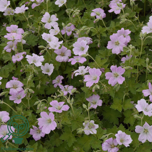 Geranium hybrid 'Dreamland'®, Storkenæb
