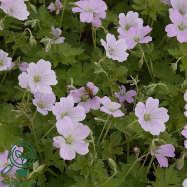Geranium hybrid 'Dreamland'®, Storkenæb