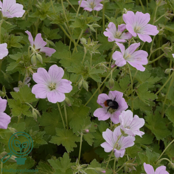 Geranium hybrid 'Dreamland'®, Storkenæb