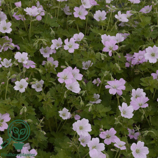 Geranium hybrid 'Dreamland'®, Storkenæb