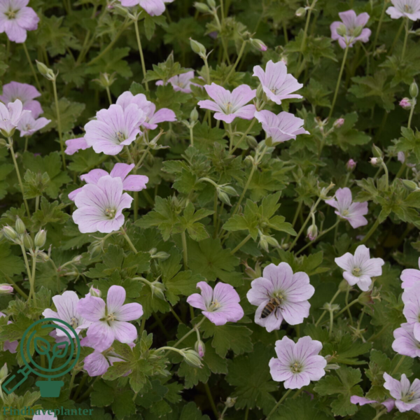 Geranium hybrid 'Dreamland'®, Storkenæb