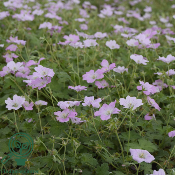 Geranium hybrid 'Dreamland'®, Storkenæb