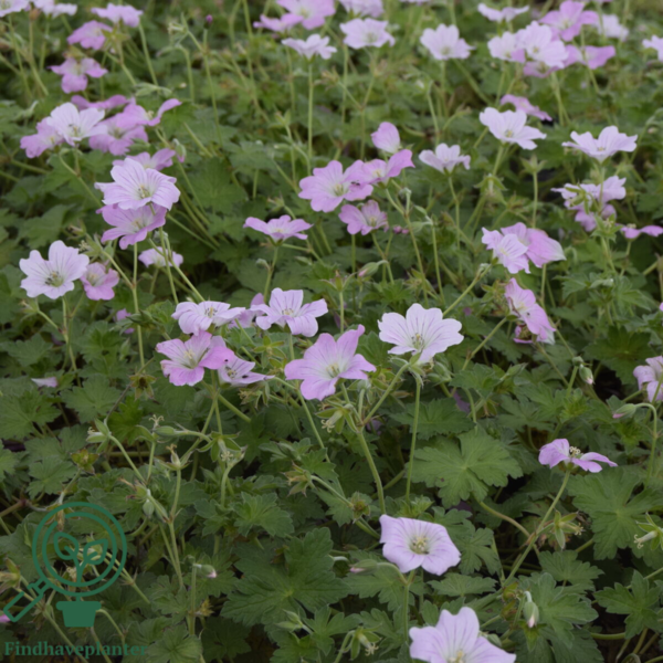 Geranium hybrid 'Dreamland'®, Storkenæb