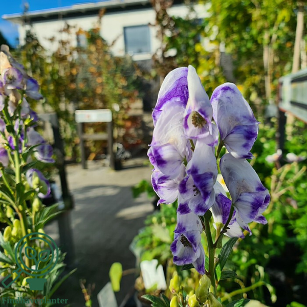 Aconitum carmichaelii 'Cloudy''®, Stormhat, Venusvogn