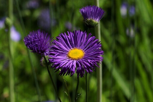 Erigeron hybrid 'Dunkelste Aller', Bakkestjerne