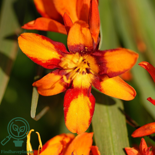 Crocosmia x crocosmiiflora 'Emily McKenzie', Montbretia