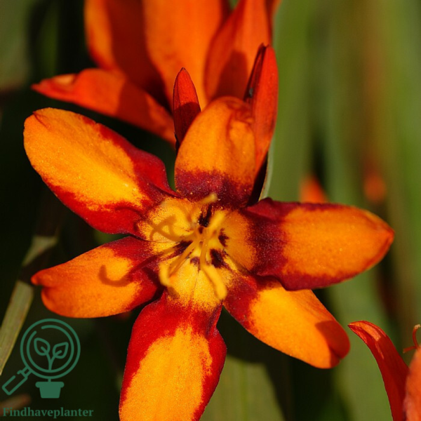 Crocosmia x crocosmiiflora 'Emily McKenzie', Montbretia