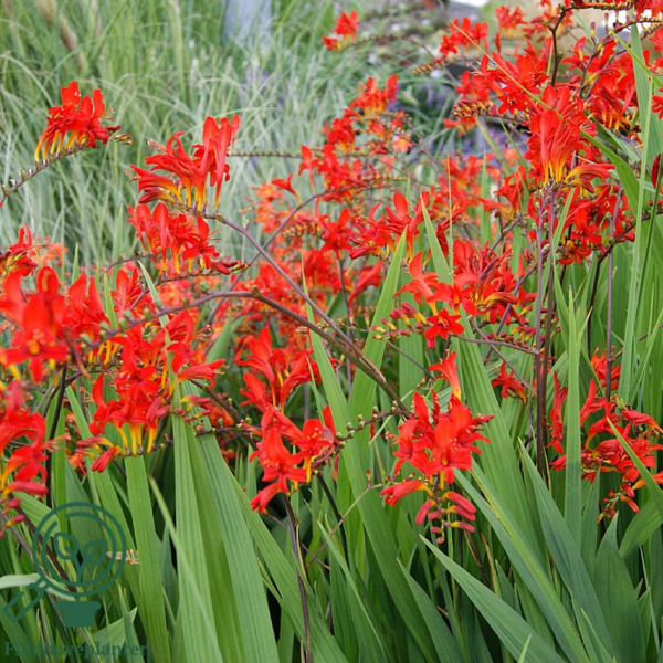 Crocosmia x curtonus 'Lucifer', Montbretia