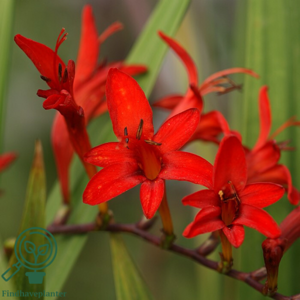 Crocosmia x curtonus 'Lucifer', Montbretia