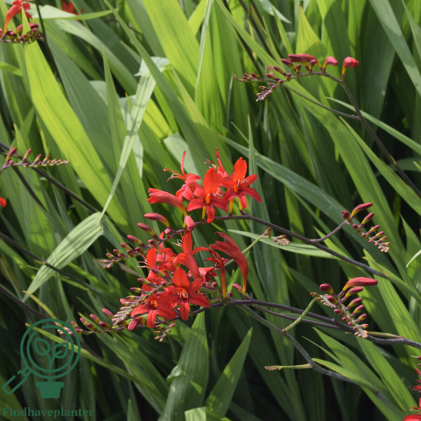 Crocosmia x curtonus 'Lucifer', Montbretia