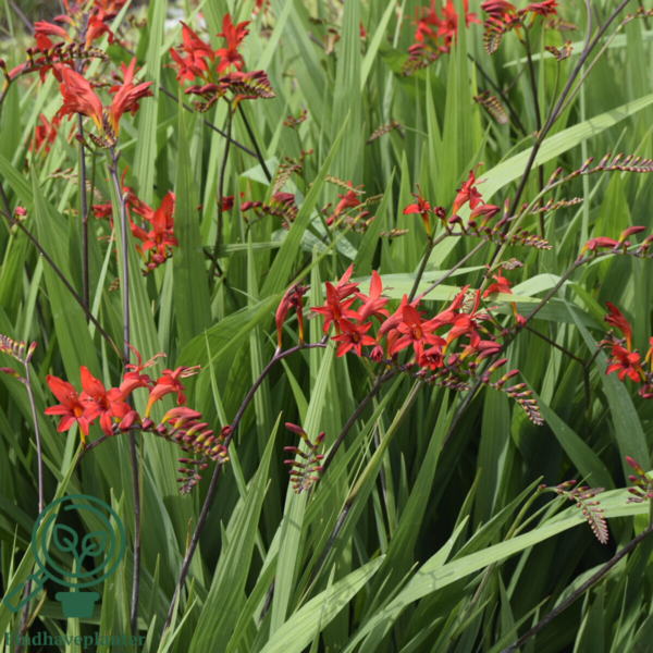 Crocosmia x curtonus 'Lucifer', Montbretia