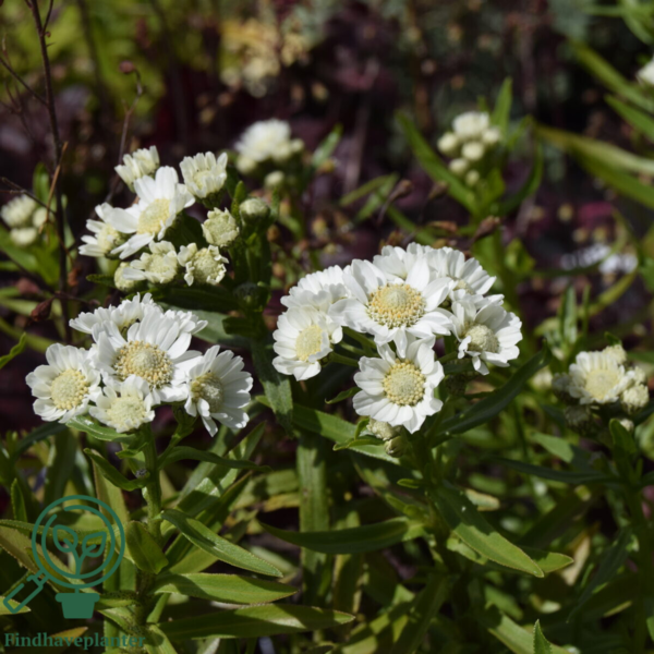 Achillea ptarmica 'Nana Compacta', Nyse røllike