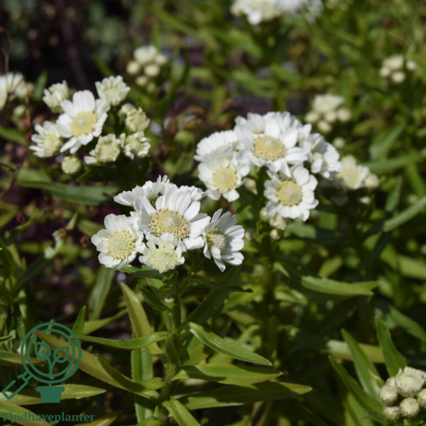 Achillea ptarmica 'Nana Compacta', Nyse røllike