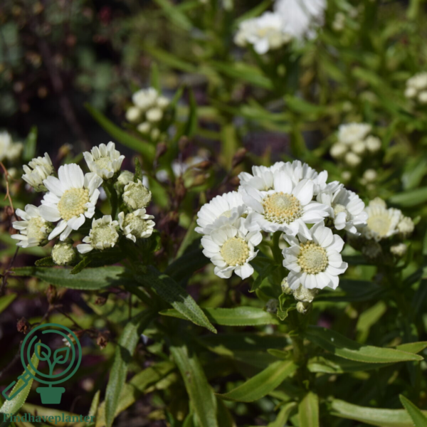 Achillea ptarmica 'Nana Compacta', Nyse røllike
