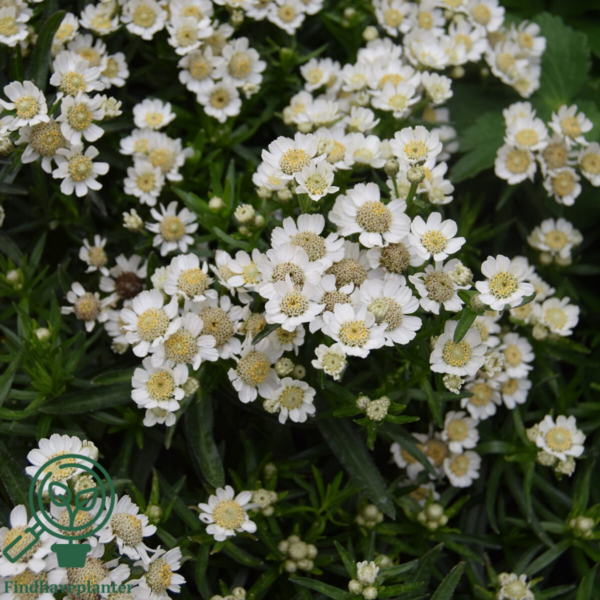 Achillea ptarmica 'Nana Compacta', Nyse røllike