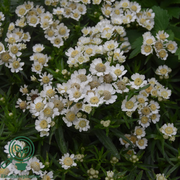 Achillea ptarmica 'Nana Compacta', Nyse røllike