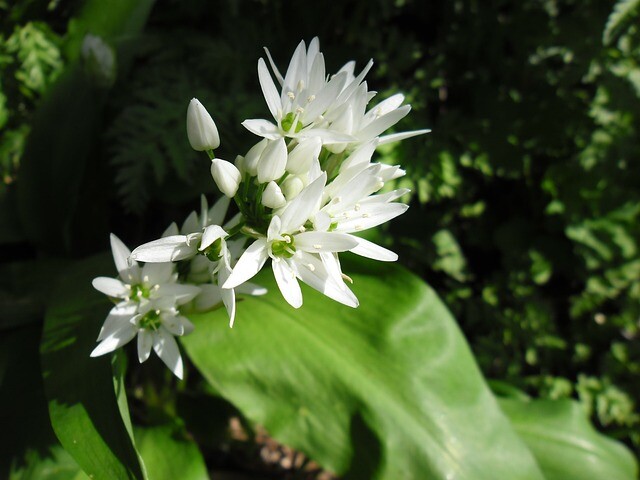 Allium ursinum, Ramsløg