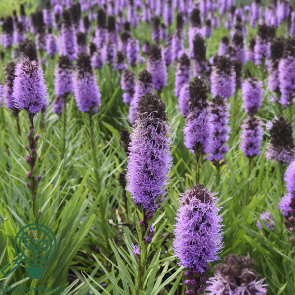 Liatris spicata 'Kobold' Senior, Pragtskær