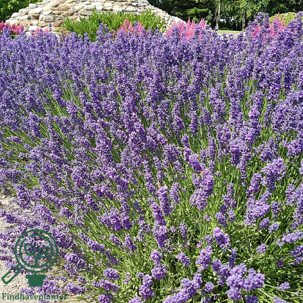 Lavandula angustifolia 'Hidcote Blue', Lavendel