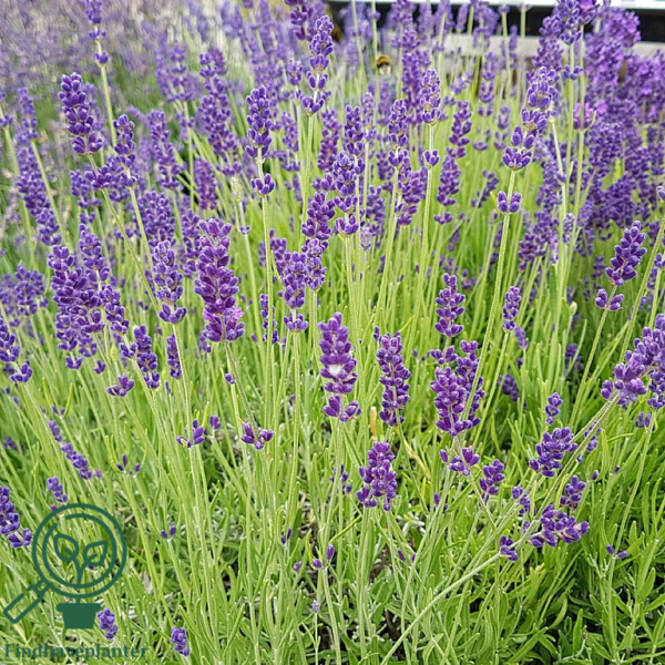 Lavandula angustifolia 'Hidcote Blue', Lavendel