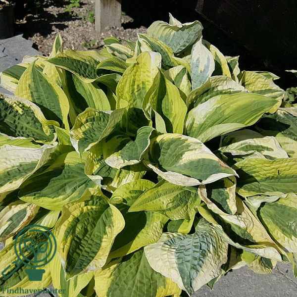 Hosta sieboldiana-hybrid 'Wide Brim', Funkia C2,0