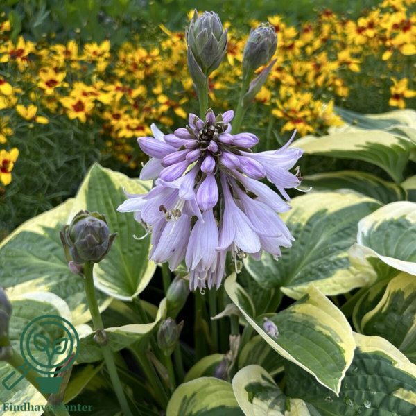 Hosta sieboldiana-hybrid 'Wide Brim', Funkia C2,0