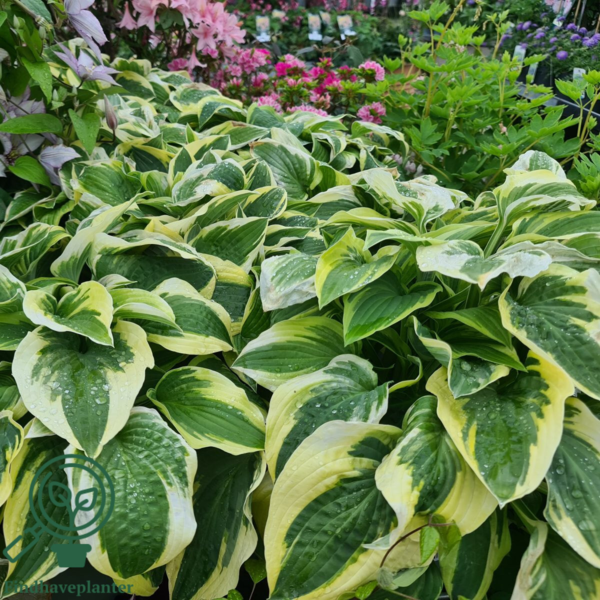 Hosta sieboldiana-hybrid 'Wide Brim', Funkia C2,0