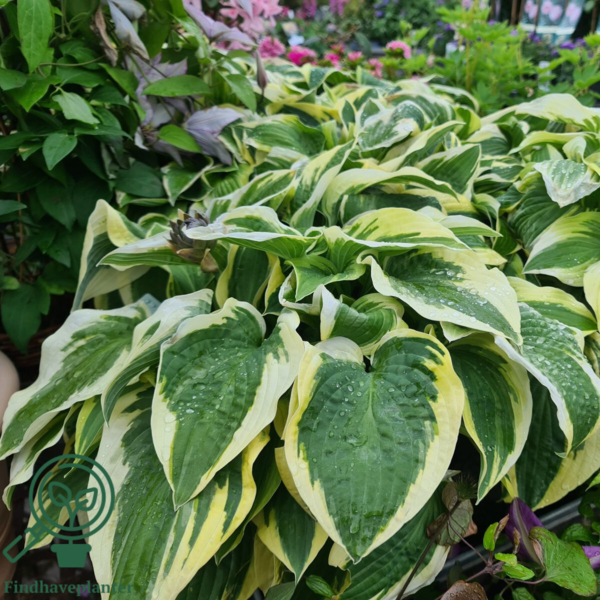 Hosta sieboldiana-hybrid 'Wide Brim', Funkia C2,0