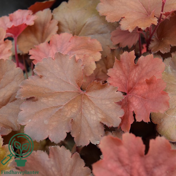 Heuchera hybrid 'Cherry Cola'®, Alunrod