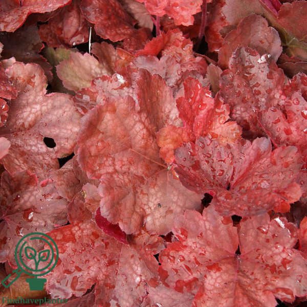Heuchera hybrid 'Cherry Cola'®, Alunrod