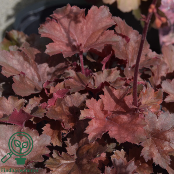 Heuchera hybrid 'Cherry Cola'®, Alunrod