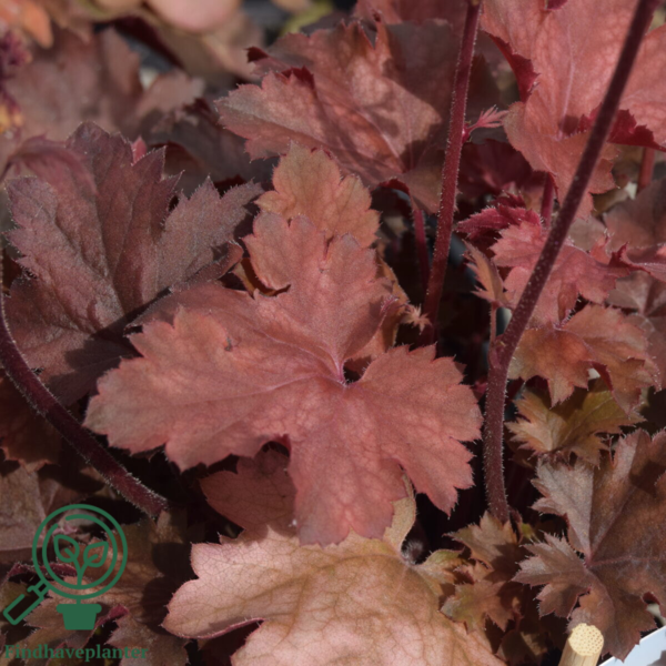 Heuchera hybrid 'Cherry Cola'®, Alunrod
