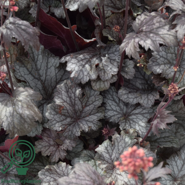 Heuchera hybrid 'Milan'®, Alunrod