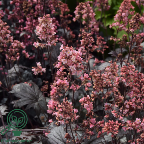 Heuchera hybrid 'Milan'®, Alunrod