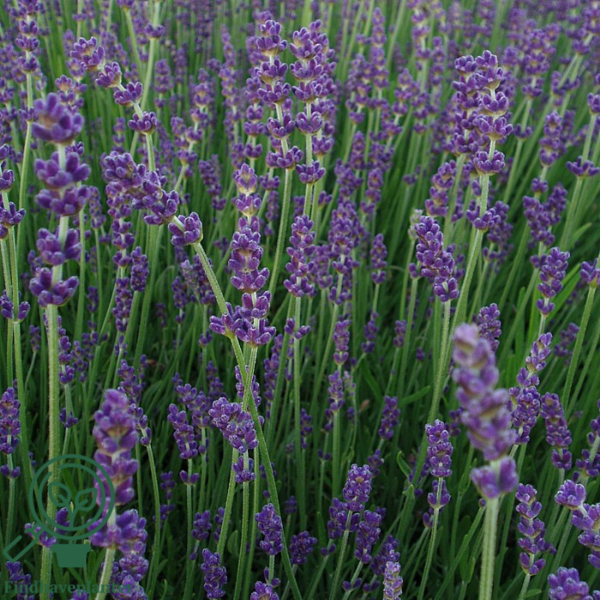 Lavandula angustifolia 'Munstead', Lavendel